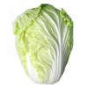 大白菜